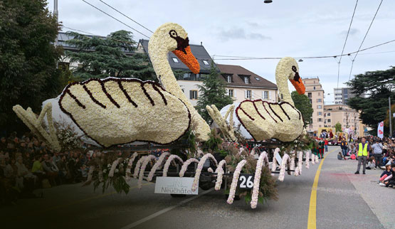 Les cygnes du char de la Ville