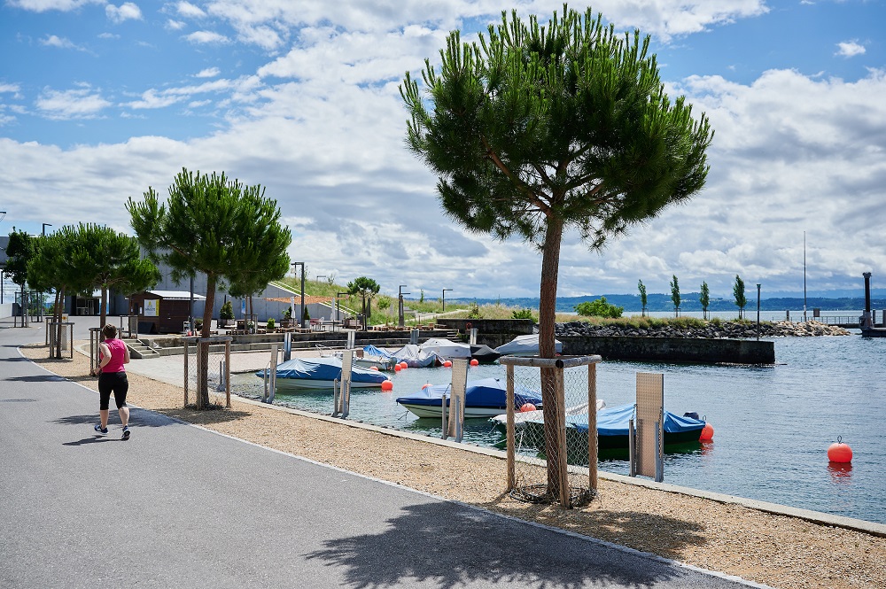 Le petit port de Serrières et ses pins parasol